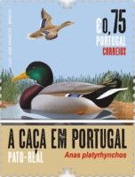 Mallard Duck (Anas platyrhynchos)