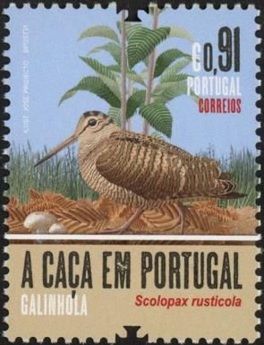 Eurasian Woodcock (Scolopax rusticola)
