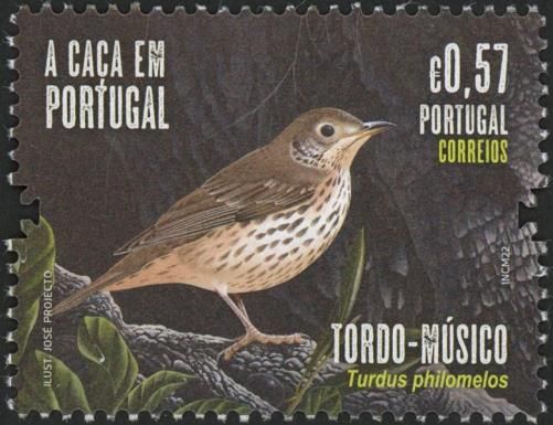Song Thrush (Turdus philomelos)