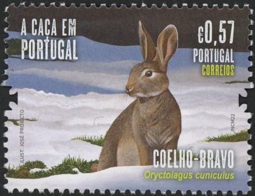 European Rabbit (Oryctolagus cuniculus)