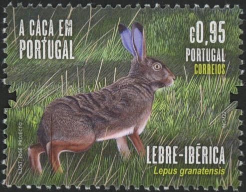 Iberian Hare (Lepus granatensis)