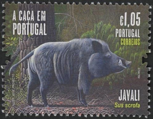 Wild Boar (Sus scrofa)
