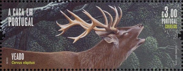 Red Deer (Cervus elaphus)