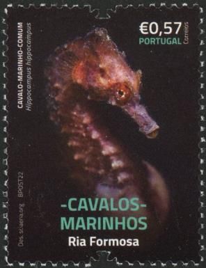 Short-Snouted Seahorse (Hippocampus hippocampus)