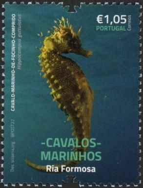 Long-Snouted Seahorse (Hippocampus guttulatus)