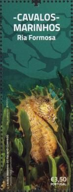 Seahorses of the Ria Formosa