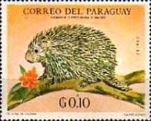 Paraguayan Hairy Dwarf Porcupine (Coendou spinosus)