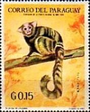 Buffy-headed Marmoset (Callithrix flaviceps)