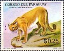 Puma (Puma concolor)
