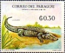 Common Caiman (Caiman crocodilus)