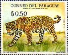 Jaguar (Panthera onca)
