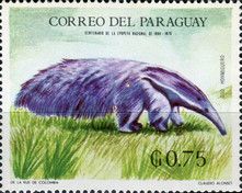 Giant Anteater (Myrmecophaga tridactyla)