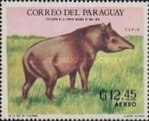 South American tapir (Tapirus terrestris)