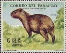 Greater Capybara (Hydrochoerus hydrochaeris)