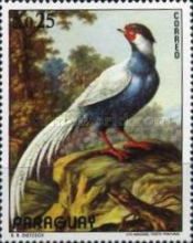 Silver Pheasant (Lophura nycthemera)