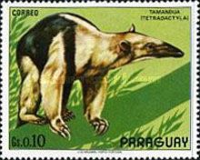 Southern Tamandua (Tamandua tetradactyla)