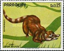 Coati (Nasua socialis)