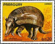 Giant Armadillo (Pridontes giganteus)