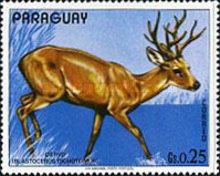 Marsh Deer (Blastocerus dichotomus)