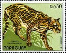 Ocelot (Felis pardalis)