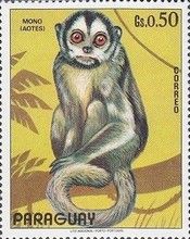 Azara's Night Monkey (Aotus azarae)