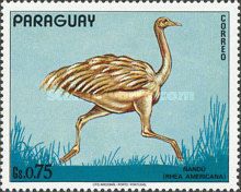 Greater Rhea (Rhea americana)
