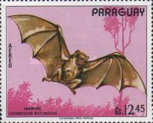 Common Vampire Bat (Desmodus rotundus)