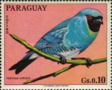 Swallow Tanager (Tersina viridis)
