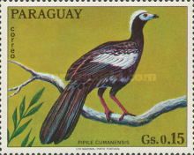 Blue-throated Piping-Guan (Pipile cumanensis)