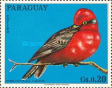 Vermilion Flycatcher (Pyrocephalus rubinus)