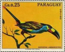 Plate-billed Mountain Toucan (Andigena laminirostris)