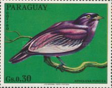 Pompadour Cotinga (Xipholena punicea)