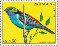 Paradise Tanager (Tangara chilensis)