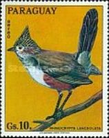Crested Gallito (Rhinocrypta lanceolata)