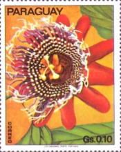 Passion Flower
