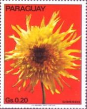 Dahlia