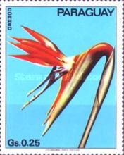 Strelitzia