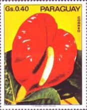 Flamingo flower