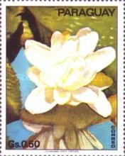 Water lily