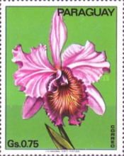 Cattleya