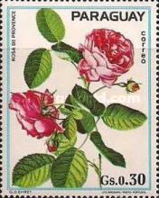 Rosa de provence
