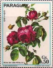 Rosa de cien petalos