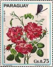 Rosa "Bouquet"