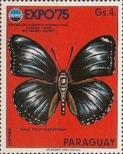 Great Eggfly (Hypolimnas bolina)