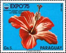 Chinese Hibiscus or China Rose (Hibiscus rosa-sinensis)