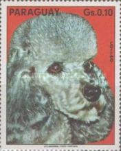 Poodle (Canis lupus familiaris)