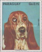Bloodhound (Canis lupus familiaris)