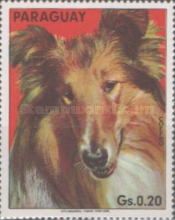 Collie (Canis lupus familiaris)