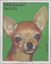 Chihuahua (Canis lupus familiaris)