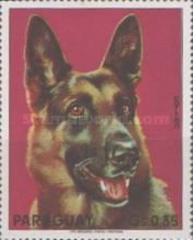 German Shepherd (Canis lupus familiaris)